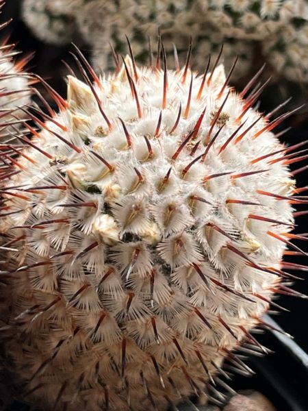 Mammillaria perezdelarosae var.andersoniana